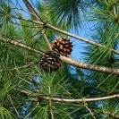 Пиния Об. 30-35см / Pinus pinea