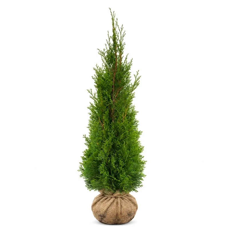 Туя западна Смарагд 80-100см / Thuja occidentalis 'Smaragd'