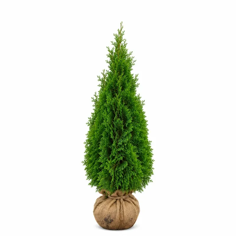 Туя западна 100-125см / Thuja occidentalis 'Smaragd'