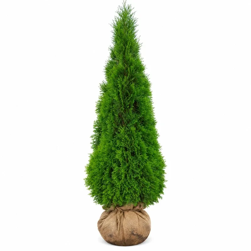 Туя западна 150-175см / Thuja occidentalis 'Smaragd'