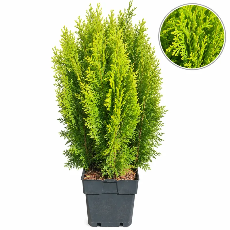 Thuja orientalis 'Aurea Nana' 20-25cm