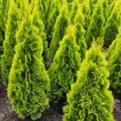 Thuja occidentalis 'Golden Smaragd' 60-80cm