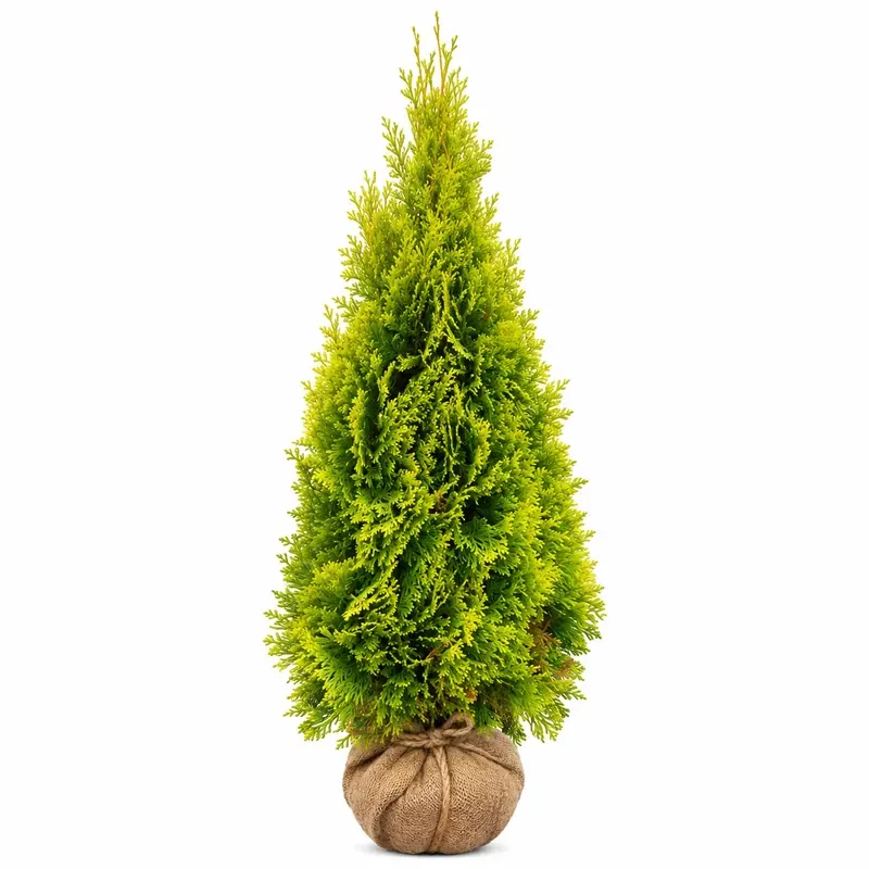 Туя западна Златен Смарагд 60-80см / Thuja occidentalis 'Golden Smaragd'