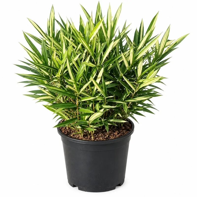 Bambusa Nana 'Variegata'