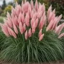 Cortaderia Feather Rose ,White Grass- 30/40-en