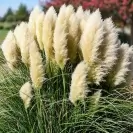 Cortaderia Feather Rose ,White Grass- 30/40-en