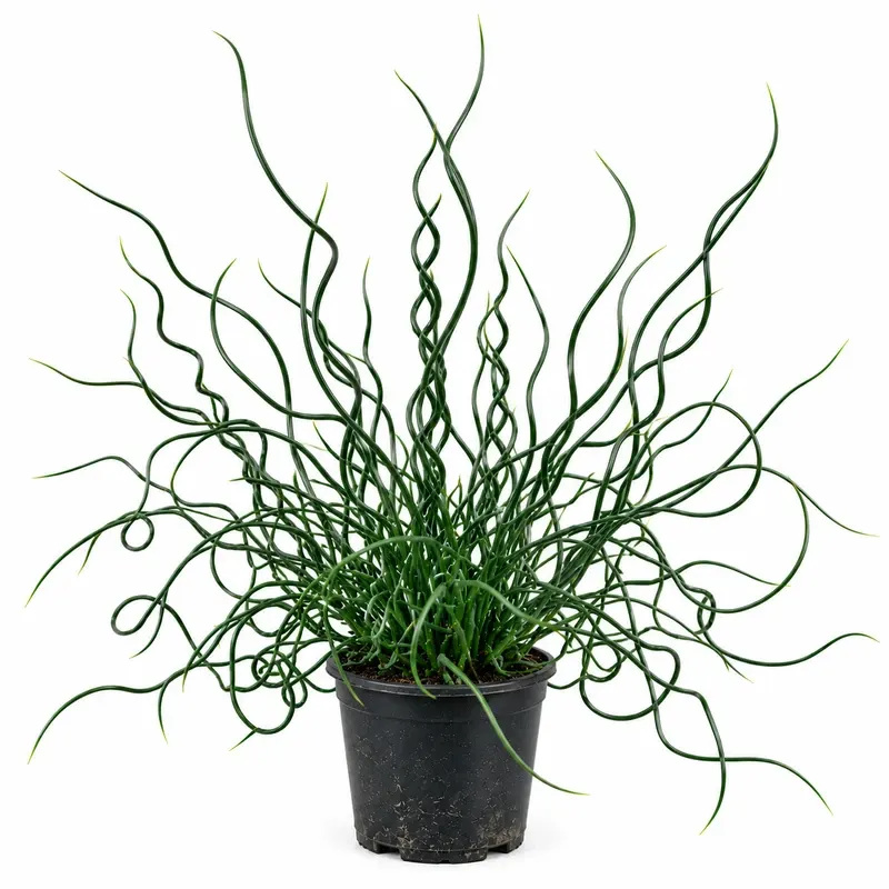 Юнкус Спираловиден 15-20см / Juncus effusus 'Spiralis'
