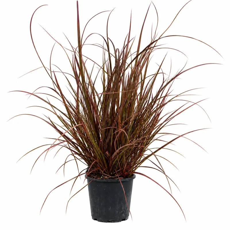 Uncinia rubra 15-20см