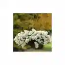 Viola Basket