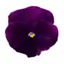 Viola Basket