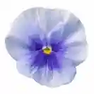 Viola Basket