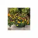 Viola Basket