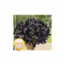Viola Basket