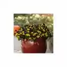Viola Basket