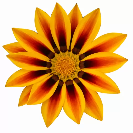 Летен гербер (Газания) / Gazania Daybreak