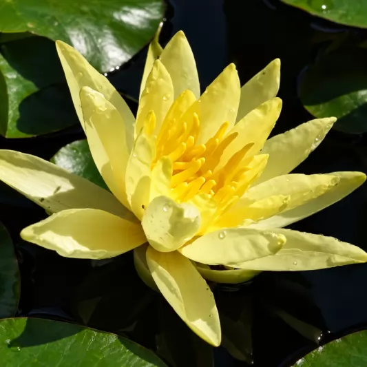 Водна лилия / Nymphaea alba