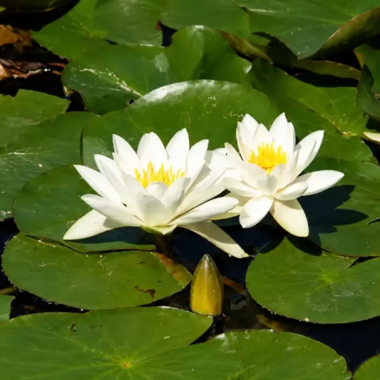 Водна лилия / Nymphaea alba
