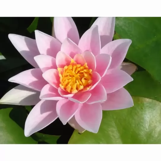 Водна лилия / Nymphaea alba