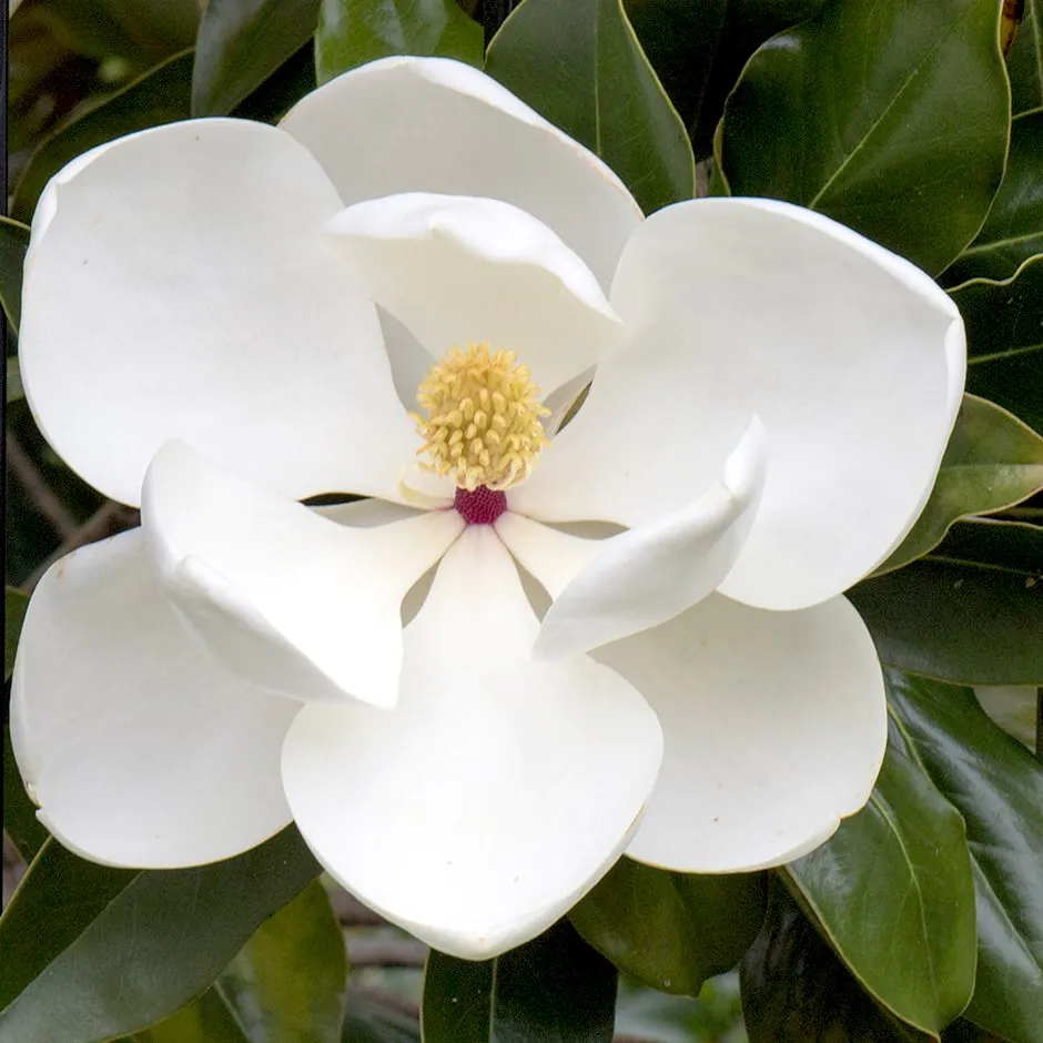 Магнолия едроцветна Об. 16-18см / Magnolia grandiflora 'Gallissoniensis'