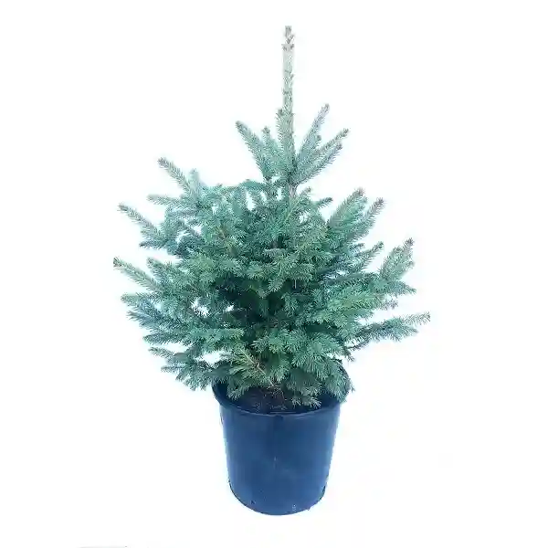 Picea pungens 60-80cm