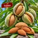 Бадем 150-175см / Prunus amygdalus