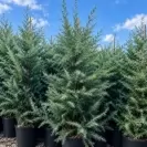 Кедър хималайски 160-180см / Cedrus deodara