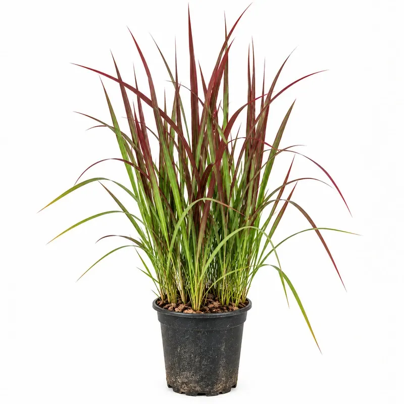 Императа 25–30см / Imperata cylindrica 'Red Baron'