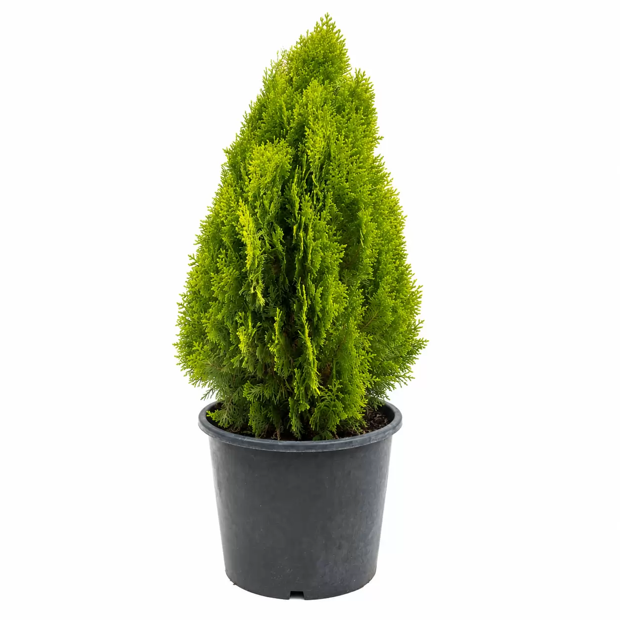 Туя източна Ауреа Нана 50-60см / Thuja orientalis 'Aurea Nana'