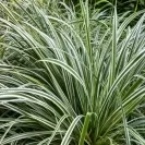 Карекс 10-15см / Carex oshimensis 'Everest'