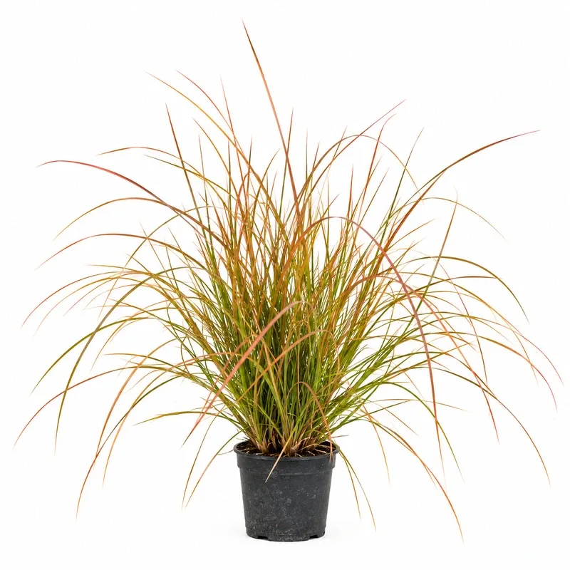 Carex testacea 'Prairie Fire' 10-15cm
