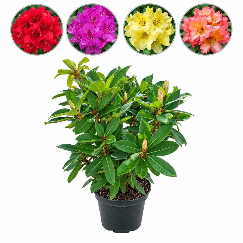 Рододендрон 50-60см, различни цветове / Rhododendron 'Catawbiense Grandiflorum'