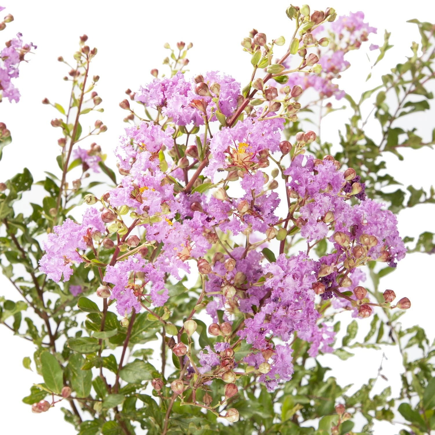 Индийски люляк 60-80см / Lagerstroemia indica 'Viola Scuro'