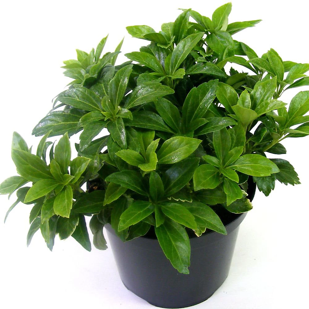 Пахисандра 20-25см / Pachysandra Terminalis