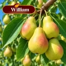 Pyrus communis 125-150cm