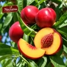 Prunus persica 150-175cm