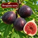 Ficus carica "Brawn Turkey"- Stam100 Смокиня