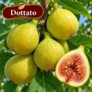 Ficus carica "Brawn Turkey"- Stam100 Смокиня