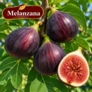 Ficus carica "Brawn Turkey"- Stam100 Смокиня