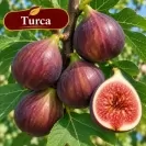 Ficus carica "Brawn Turkey"- Stam100 Смокиня