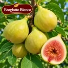 Ficus carica "Brawn Turkey"- Stam100 Смокиня