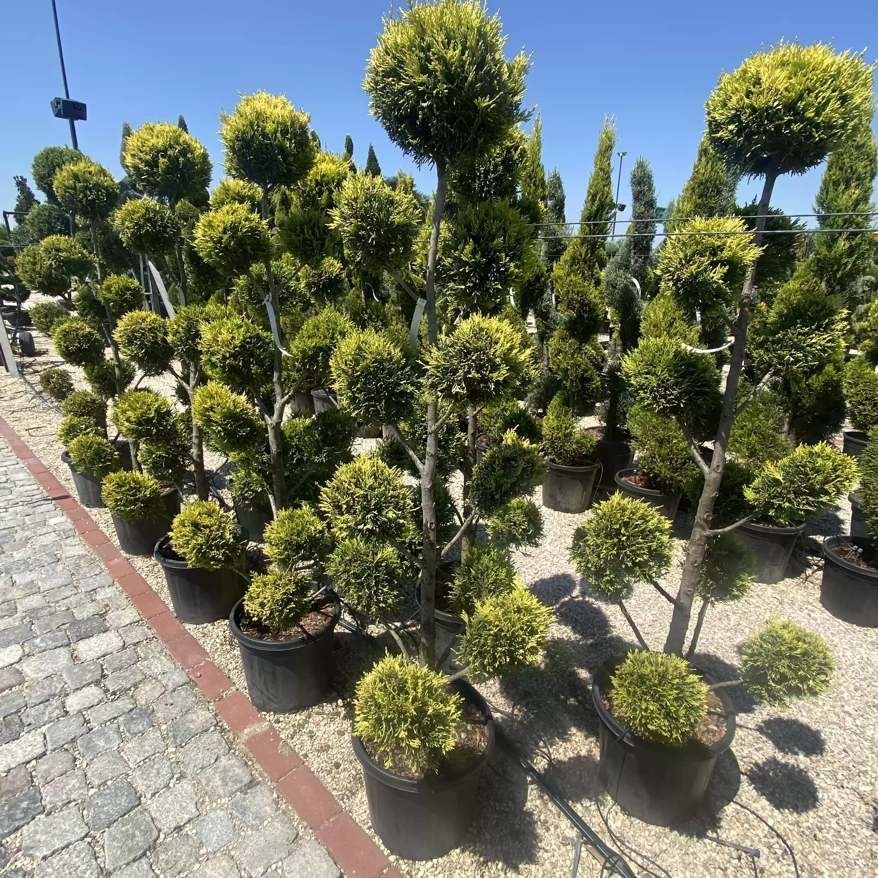 Cupressocyparis leylandii 'Gold Rider' Pon Pon 160cm
