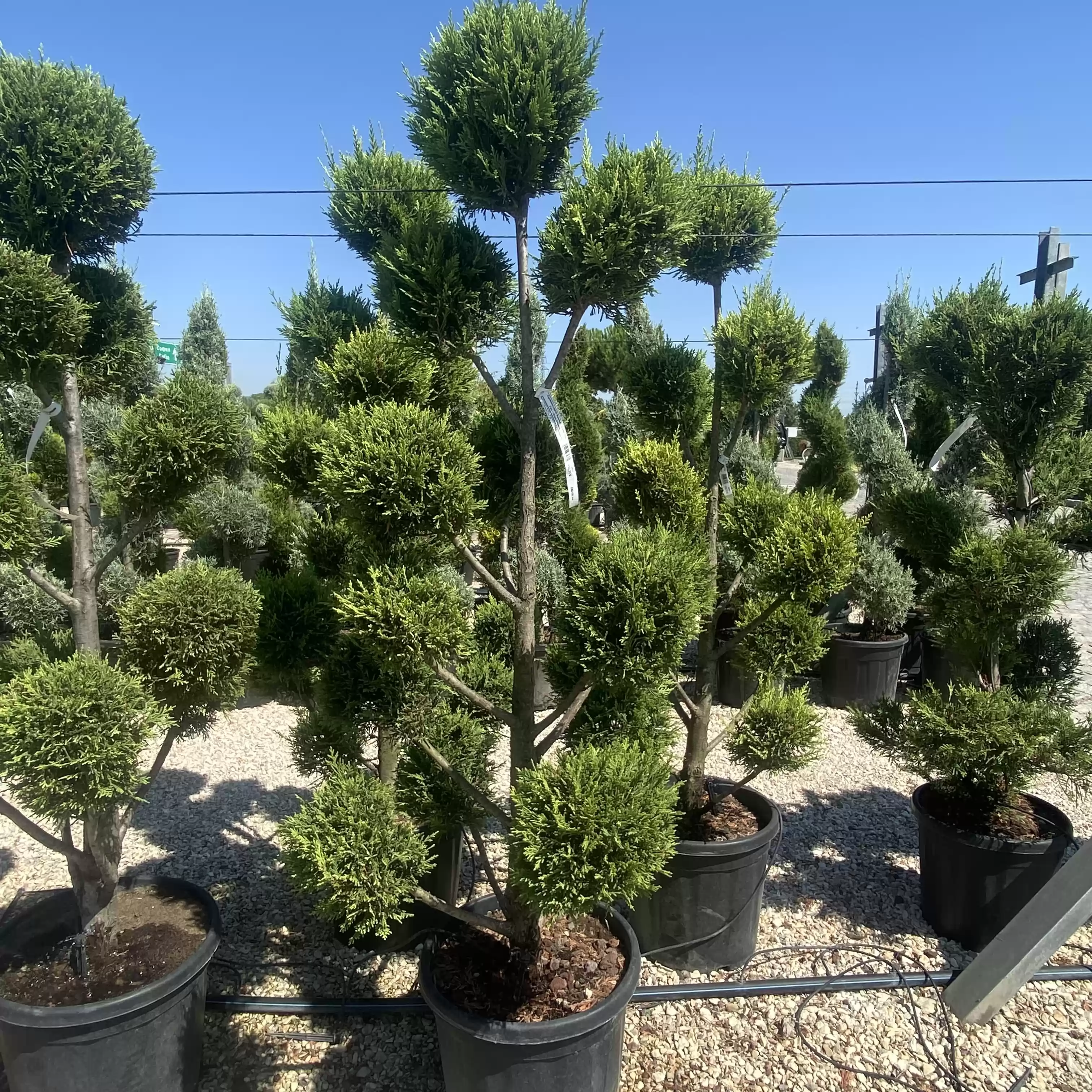 Кипарис лейланди Ауреа Пон Пон 130см / Cupressocyparis leylandii 'Aurea' Pon Pon