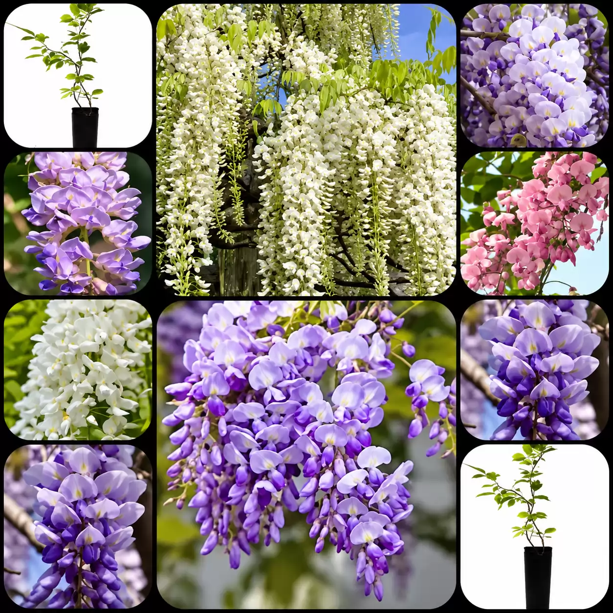 Wisteria chinensis 125-150cm