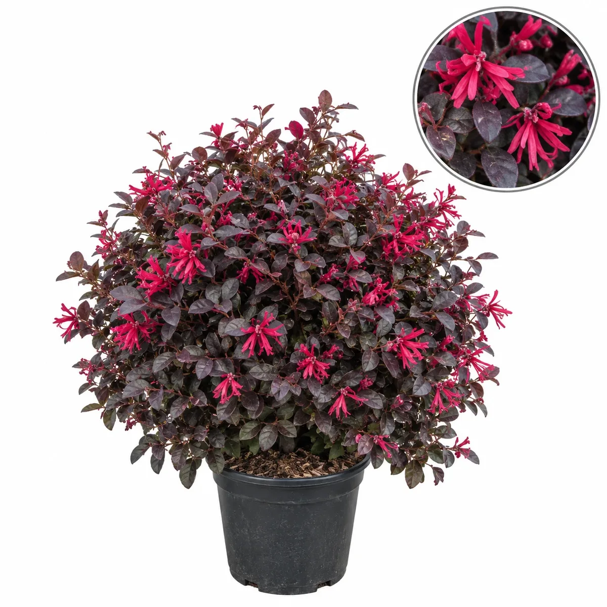 Лоропеталум 60-80см  / Loropetalum chinense 'Black Pearl' Poll