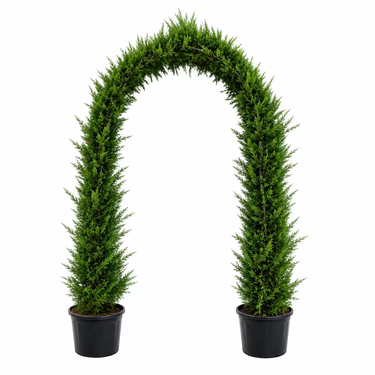 Кипарис лейланди Арка 250см / Cupressocyparis leylandii Arch