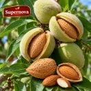 Бадем 125-150см / Prunus amygdalus