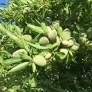 Бадем 125-150см / Prunus amygdalus