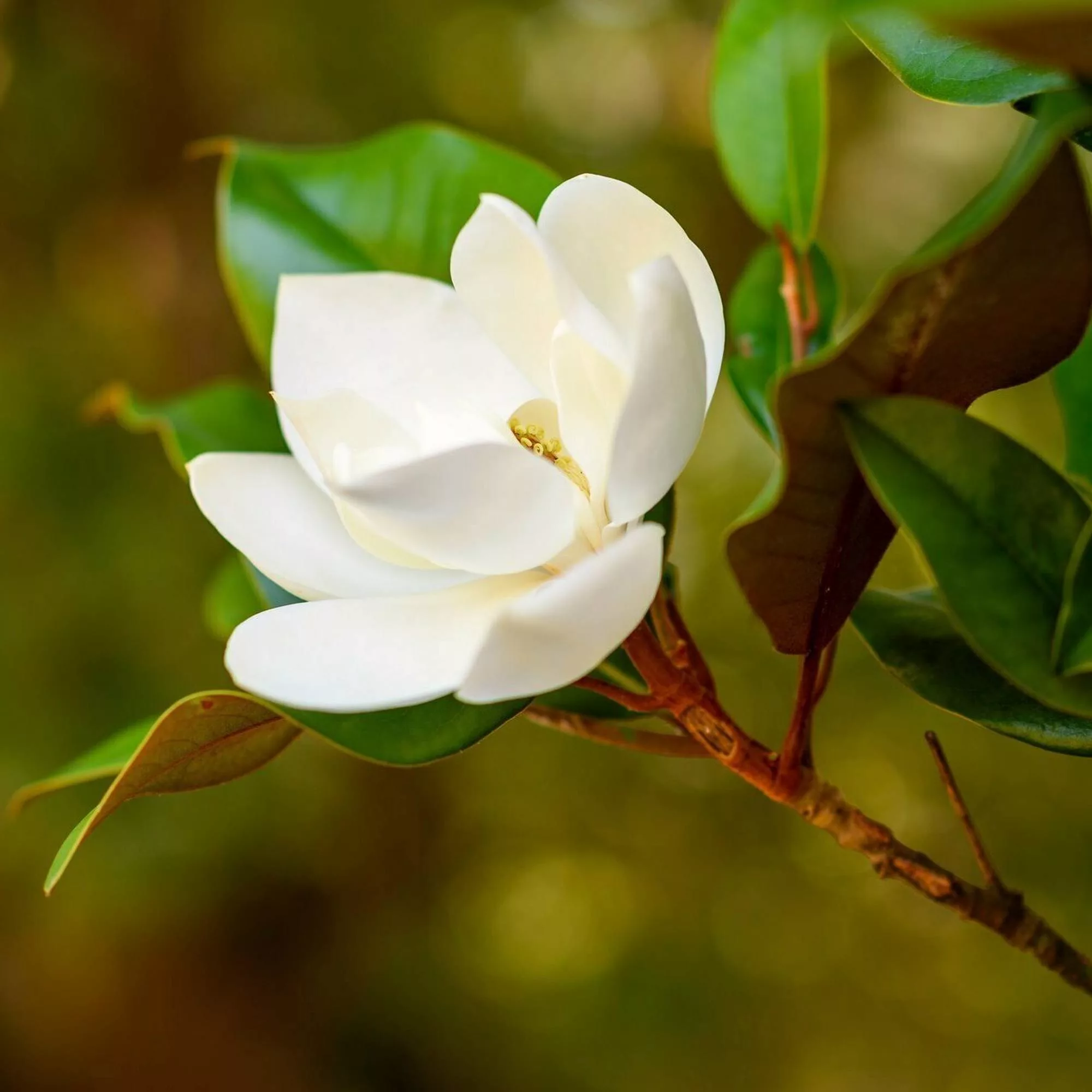 Magnolia grandiflora 'Francois Treyve' 80-100cm