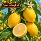 Citrus Limone Nano- 60/80 Лимон
