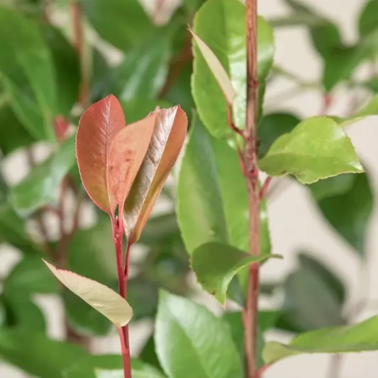 Фотиния 60-80см / Photinia x fraseri 'Red Robin'